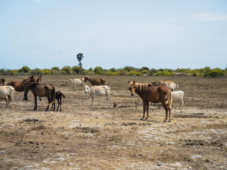 Delft Island (Neduntheevu)