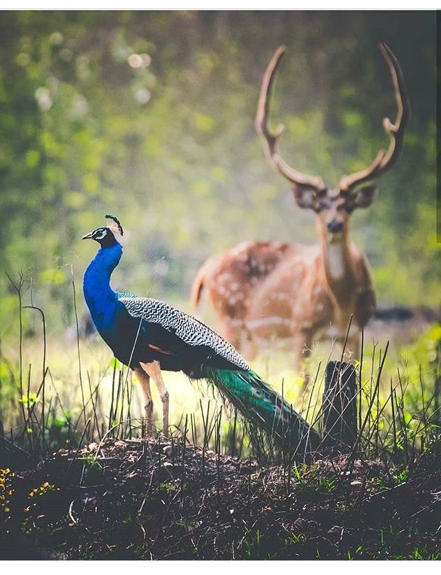 Wildlife Safari