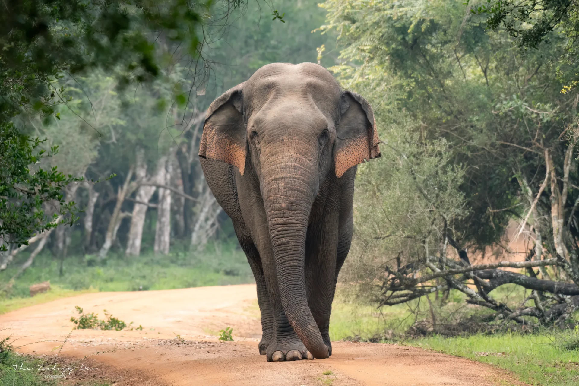 Gentle Giants